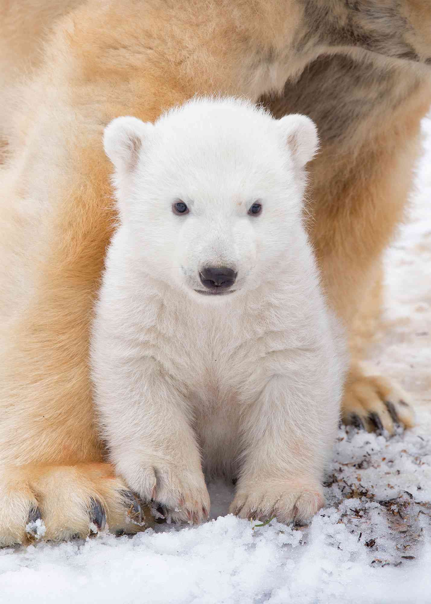 bear cub bear cub