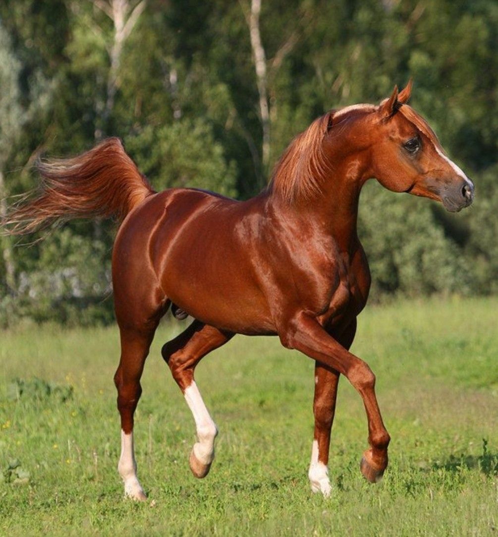 Arabian horse