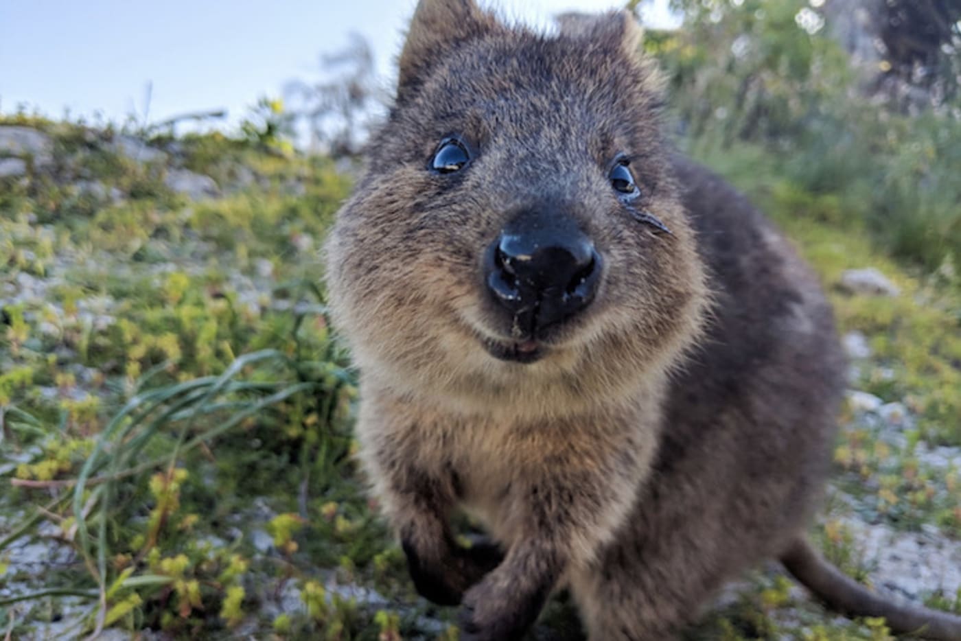 quokka