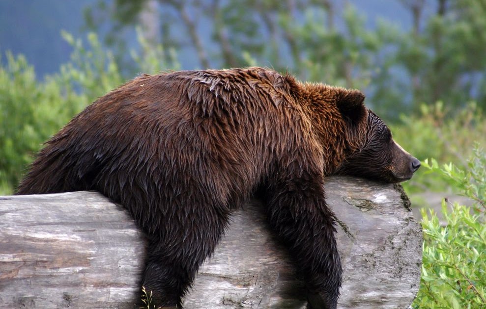 bear