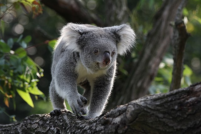 koala