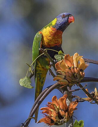 lorikeet