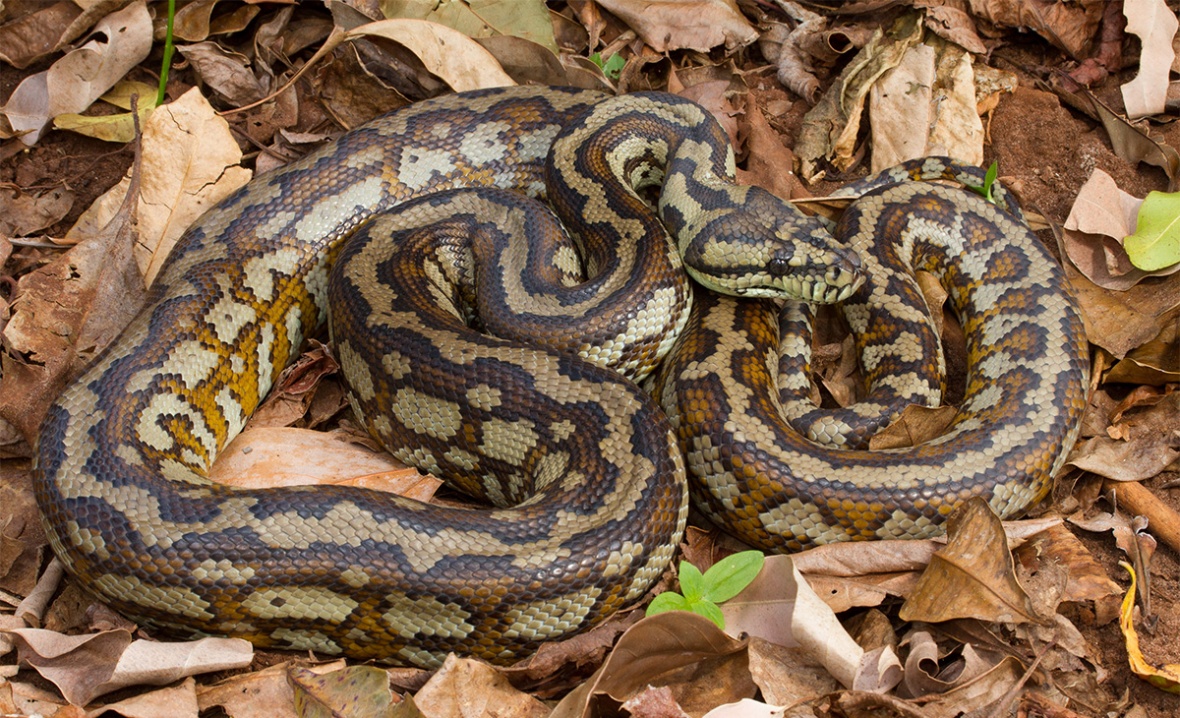 python